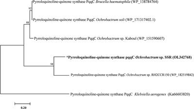 Designing Synergistic Biostimulants Formulation Containing Autochthonous Phosphate-Solubilizing Bacteria for Sustainable <mark class="highlighted">Wheat Production</mark>